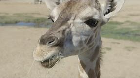 Cute: Baby giraffe introduced to herd at San Diego Zoo