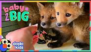 Baby Foxes Are The Cutest Little Troublemakers ❤️ | Dodo Kids | Baby 2 Big