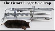 How To Trap Moles With the Victor Plunger Mole Trap. Mousetrap Monday