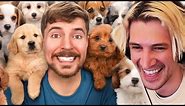 MrBeast Rescued 100 Abandoned Dogs!