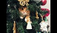 Cats vs Christmas Trees! (A Compilation)