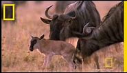 Wildebeest Migration | National Geographic