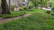Get Sedgy! Adaptable Native Sedge Species to Replace Wood Mulch