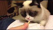 Grumpy Cat getting treats after being on the TODAY show!