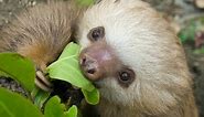 What Do Sloths Eat? Sloth Diet, Food, and Digestion - SloCo