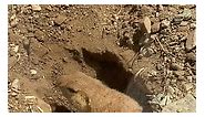 Prairie dogs work on their burrow entrance!