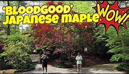 Acer Palmatum 'Bloodgood' Updated Large Specimen in the Garden! - JAPANESE MAPLES