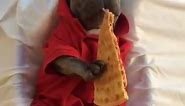 French Bulldog Eats Pizza In Bed