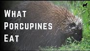 What Do Porcupines Eat, Complete Porcupine Diet