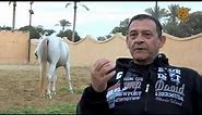Egyptian Arabian Horses in Egypt (by Rana Ashraf)