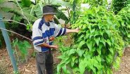 GROWING PURPLE YAM Ube/Ubi WOODCHIPS Permaculture Survival Garden Ube Dioscorea Alata