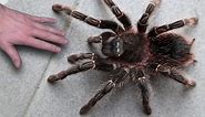 20 Biggest Spiders in the World