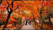 京都秋艶 autumn colors momiji leaves in Kyoto Japan 紅葉