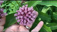 Purple Milkweed, could it be the most sought after of all Milkweeds?