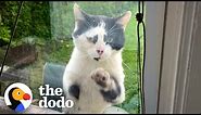 Stray Cat Paws At The Window Every Day Until Lady Adopts Him | The Dodo