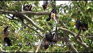 Fruit Bats hang upside down from a tree