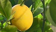 Solving Insect Problems on Citrus