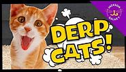 Cats Derp Out! | Cute Cat Compilations