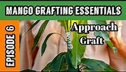 Mango Grafting Essentials | Episode 6: Approach Graft