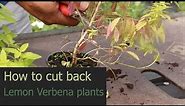EP173 - How to cut back Lemon Verbena plants and make better plants