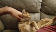 Cat Has Adorable Reaction To Owner’s Return From Vacation