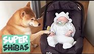Shiba Inu Compilation 2018 | Why Shiba Inus Make the Best Pets