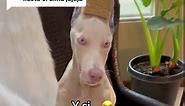 Respuesta a @Dulce Castro el primer dia quw llego a la casa la pobre. Toda flaquita mal alimentada y asustada 😭 #doberman #fyppppppppppppppppppppppp #albino #dogsofttiktok