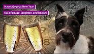 Happy New Year! Your favorite talking miniature schnauzer has a special holiday message for you!