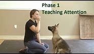 How to Train a Dog to Pay Attention (K9-1.com)