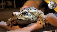 The Cane Toad Challenge! - Searching for Giant Toads