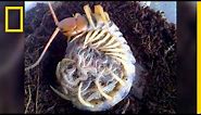 Creepy Yet Heartwarming: Centipede Mother "Hugs" Its Babies | National Geographic