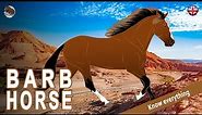 BARB HORSE, Berber horses eclipsed by the Purebred Arabian, HORSE BREEDS