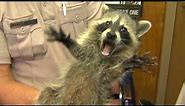 Funniest Raccoons Video Compilation 2021 [CUTE RACCOON]