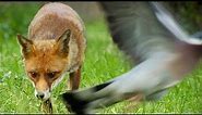 Are Foxes Getting Bolder? | Earth Unplugged