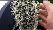 Pachycereus Pringlei Cardon Cactus