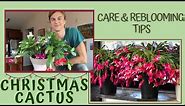 How to Grow CHRISTMAS CACTUS for lots of Flowers - Schlumbergera (subtítulos en español) 2023