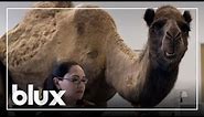 Geico - Camel Hump Day: Greatest Commercial Of All Time? | #blux
