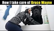 How I take care of Bruce Wayne 155 lb Cane Corso