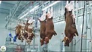 Amazing Beef Processing Line - Beef and Chicken Processing Factory | American Agriculture