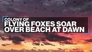 Colony of flying foxes soar over beach at dawn