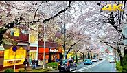 Evening Sakura Cherry Blossoms - Yokohama・4K