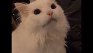 Thurston the cat (Full video)