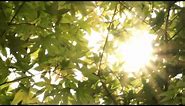Trees in Sunlight - Free Stock Footage HD