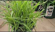 Carex 'Ice Dance' (Japanese Sedge) // Superb BRIGHT, Tough & Easy to Grow Perennial Dwarf Grass!