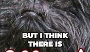 Ewok or Dog? Dog Breeds That Look Like Star Wars Ewoks
