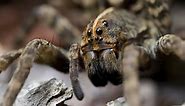Wolf Spiders in Florida: Everything You Need to Know