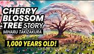 Japan’s Most Beautiful Cherry Blossom Tree | Miharu Takizakura Story ★ ONLY in JAPAN