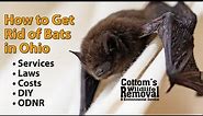 How & When CWR Removes Bats From Attics In Ohio, Costs, DIY, ODNR Laws, Exclusion, Bat Guano Cleanup