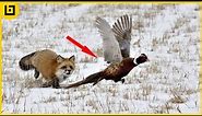 15 Incredible Moments Of Foxes Hunting And Fighting Back