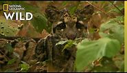 Clouded Leopard Cubs Grow Up | India's Wild Leopards